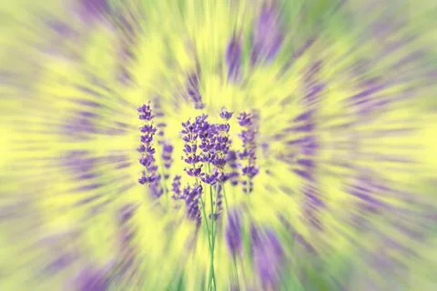 Abstract natural circular geometric composition of lavender in purple on a ye Stock Photos