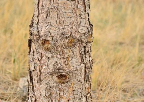 Abstract natural face in tree Stock Photos