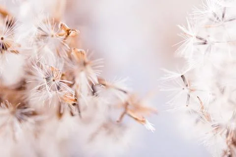 Abstract natural fluff plants close up, autumn or winter background Stock Photos