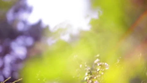 Abstract natural green background Stock Footage 76281582