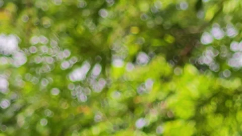 Abstract natural green bokeh background from sun light through leaves. Stock Footage 340508226
