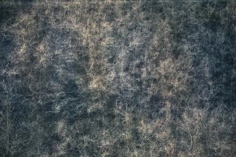 Abstract natural pattern background of a winter forest Stockfoto's