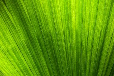 Abstract natural pattern created by palm leaf Stock Photos