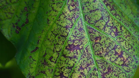An abstract natural pattern of purple and green on Pipevine leaves Video stock 318367909