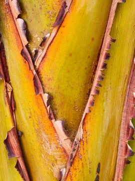 Abstract natural patterns forming a complex texture Fotos Stock