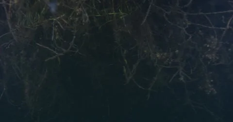 Abstract Natural Patterns of Root Systems Видео 332317298
