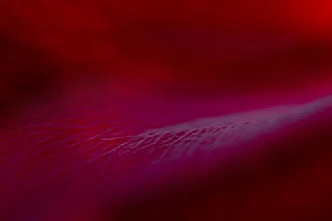 Abstract natural, red background. Macro of red rose petals. Stock-Fotos