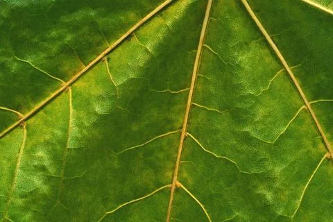 Abstract natural texture Stock Photos
