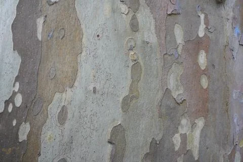 Abstract natural texture of a sycamore tree bark with camouflage patterns Stock Photos