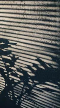 Abstract natural tree leaves shadow on white wall background. Shadow of lea.. Stock Photos