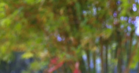 Abstract nature backdrop featuring soft focus and blurred greenery for artistic Stock Footage 346473167