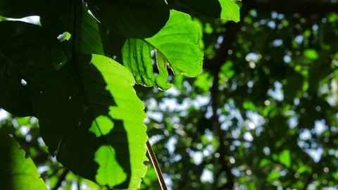 Abstract nature background. Beautiful Sun shine through the tree. Stock Footage 79900901