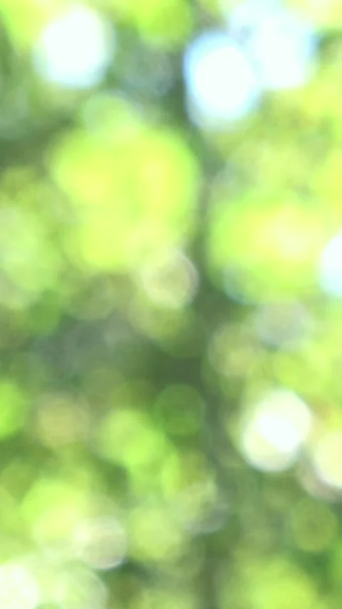 Abstract nature background. Blurred shot of glowing green leaves in sunlight. 4K Stock Footage 334017993