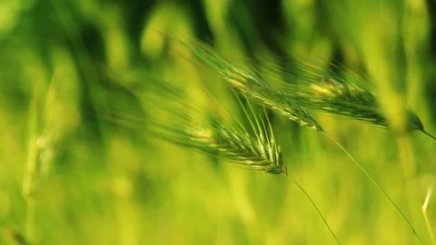 Abstract nature background with bokeh lights 스톡 동영상 75951107