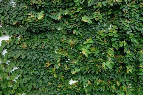 The abstract nature background copyspace of green Creeper Plant on a white .. 写真素材