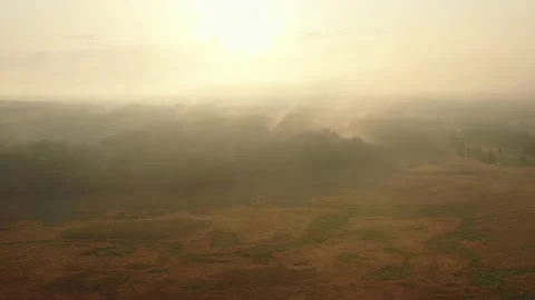 Abstract nature background, drone flying over bleak autumn trees into thick Stock Footage 153930434