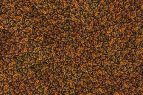 Abstract nature background fall trees top view Stock Illustration