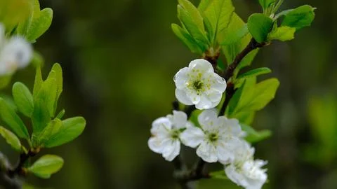 Abstract nature background featuring white spring flowers and vibrant green l Stockfoto's