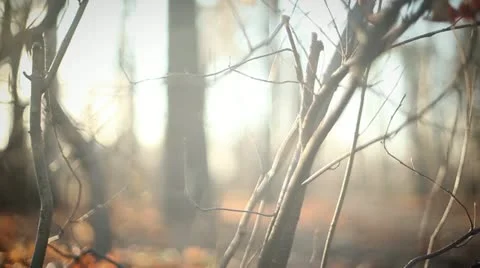 Abstract nature background 動画素材 11237607