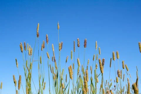 Abstract nature background with grass Stock Photos