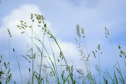 Abstract nature background with grass Stock Photos