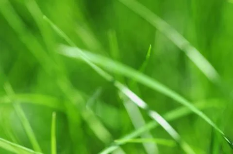 Abstract nature background with grass Stock Photos
