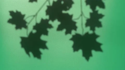 Abstract nature background of leaves shadow silhouette on wall moving by wind Stockbeeldmateriaal 148189536