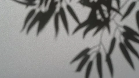 Abstract nature background of leaves shadow silhouette on wall moving by wind 스톡 동영상 148193111