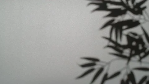 Abstract nature background of leaves shadow silhouette on wall moving by wind Stock Footage 148193139