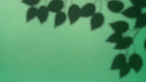 Abstract nature background of leaves shadow silhouette on wall moving by wind Stockbeeldmateriaal 148251168