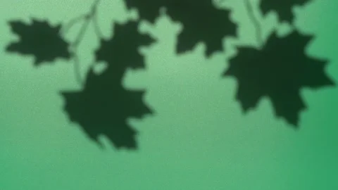 Abstract nature background of leaves shadow silhouette on wall moving by wind Stock Footage 148251213
