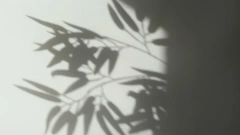 Abstract nature background of leaves shadow silhouette on wall moving by wind Stock Footage 148310357