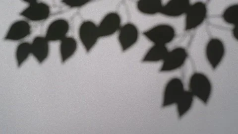 Abstract nature background of leaves shadow silhouette on wall moving by wind Stock Footage 149021087