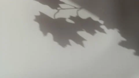 Abstract nature background of leaves shadow silhouette on wall moving by wind Stock Footage 149164174