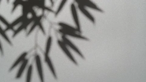 Abstract nature background of leaves shadow silhouette on wall moving by wind Vídeo Stock 149165138