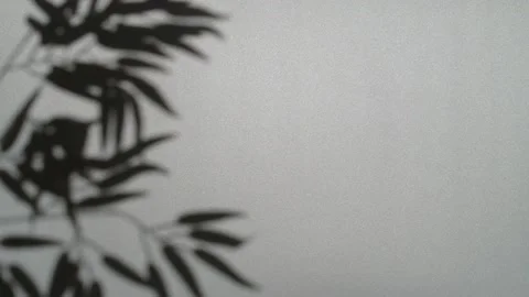 Abstract nature background of leaves shadow silhouette on wall moving by wind 스톡 동영상 150474904