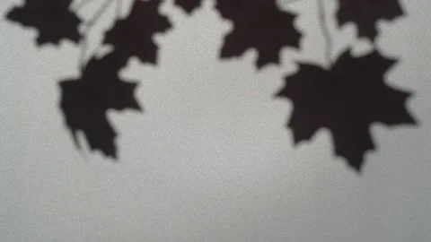 Abstract nature background of leaves shadow silhouette on wall moving by wind Stock Footage 151941286