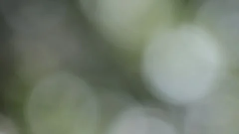 Abstract nature background loop of soft green and white light bokeh circles.. Video stock 325267852