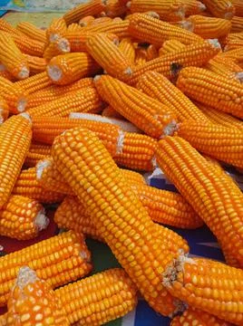 Abstract nature background, made from a collection of corn and ripe corn kern Stock Photos