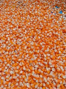 Abstract nature background, made from a collection of corn and ripe corn kern Stock Photos
