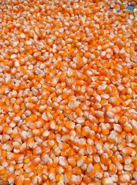 Abstract nature background, made from a collection of corn and ripe corn kern Stock Photos