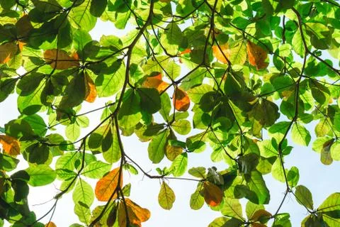 Abstract nature background Stock Photos