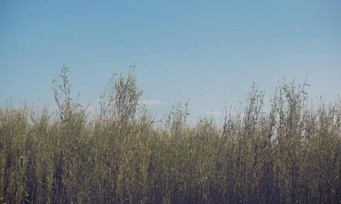 Abstract Nature Background Stock Photos