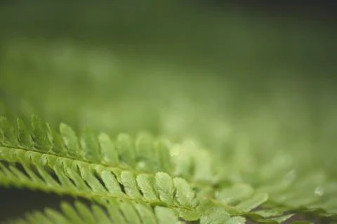 Abstract nature background Foto stock