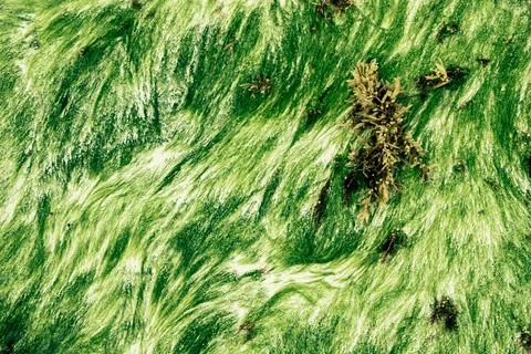 Abstract nature background Foto stock