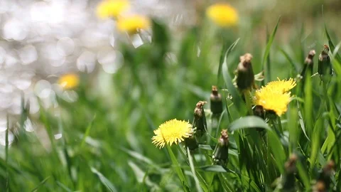 Abstract nature background with reflections in water and blurred fresh grass.  Stock Footage 90265724