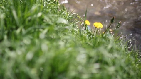 Abstract nature background with reflections in water and blurred fresh grass. Stock Footage 90267118