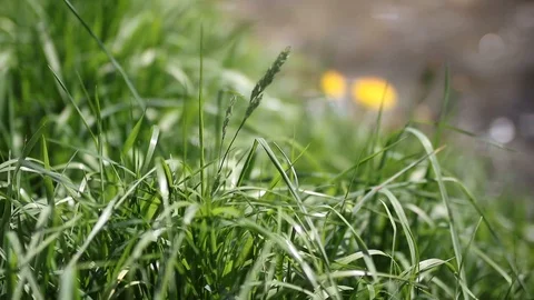 Abstract nature background with reflections in water and blurred fresh grass.  Stock Footage 90267506