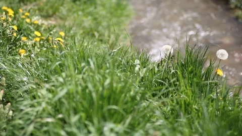Abstract nature background with reflections in water and blurred fresh grass.  Stock Footage 90371452