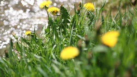 Abstract nature background with reflections in water and blurred fresh grass.  Stock Footage 90371476